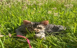 Ocicat cats for sale: Ocicat Kittens Available in Aberdeenshire in Alford - Image 8