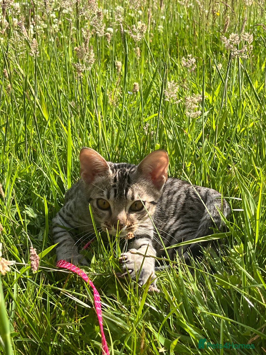 Ocicat cats for sale: Ocicat Kittens Available in Aberdeenshire in Alford - Image 8