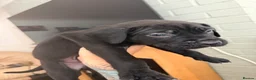 Cane Corso dogs for sale: Cane corso puppies - Advert 9