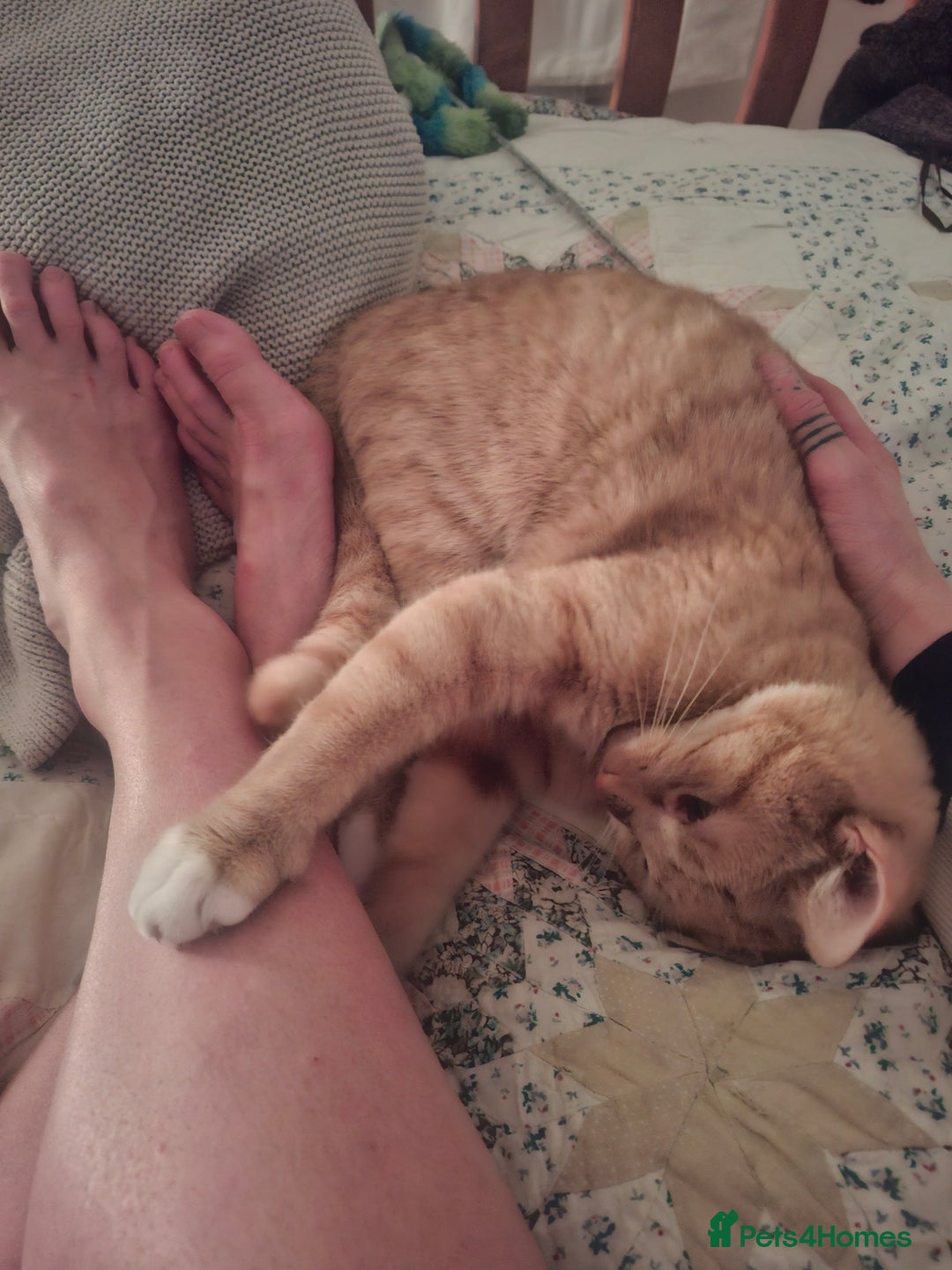 Mixed Breed cats for sale: Ginger Tom - Advert 2