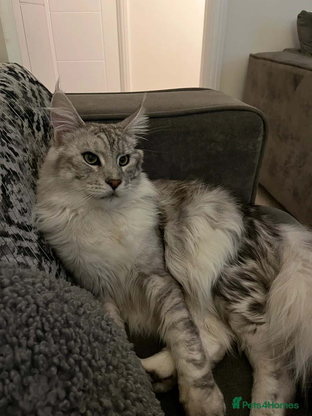 Maine Coon cats for sale: Gorgeous Russian Main Coon x Ragdoll Kittens - Advert 2