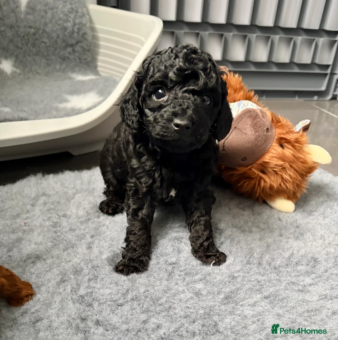 Cavapoo dogs for sale: F1 Cavapoo puppies  - Advert 15