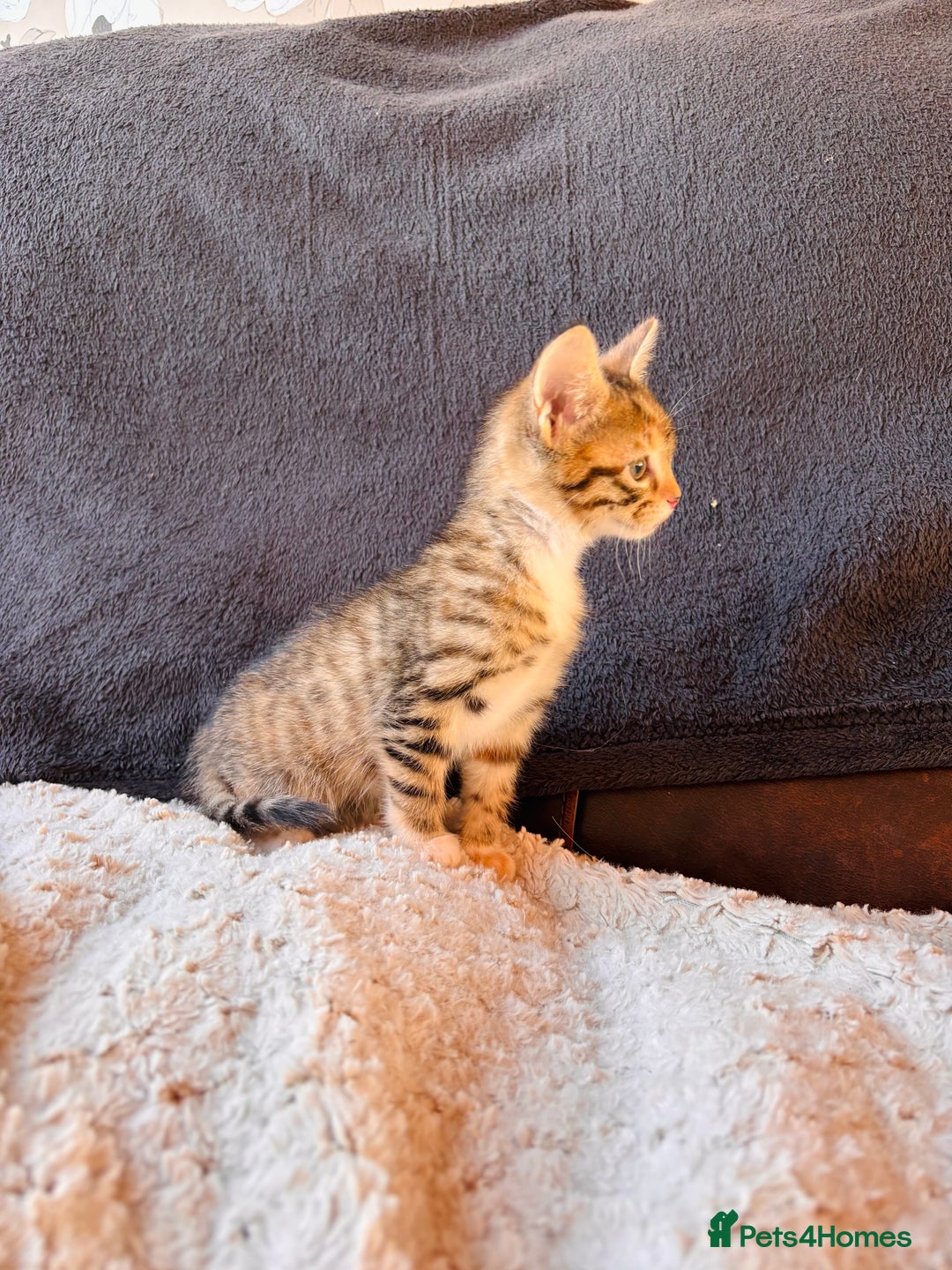 Bengal cats for sale: Bengal Mix Female - Advert 2