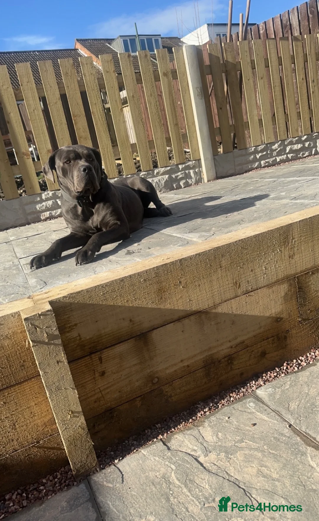 Cane Corso dogs for sale: CANE CORSO PUPPIES. 🐾🐾Waiting list now open🐾🐾 - Advert 2