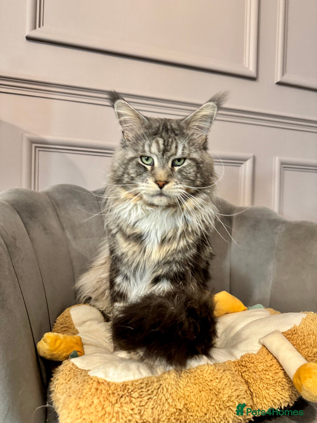 Maine Coon cats for sale: Maine coon TICA reg polydactyl boy black smoke  - Advert 7
