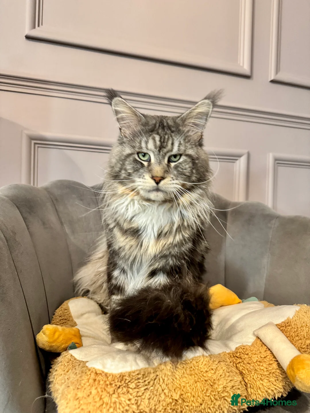 Maine Coon cats for sale: Maine coon TICA reg polydactyl DNA clear  - Advert 5