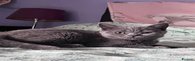 British Shorthair Kitten 2