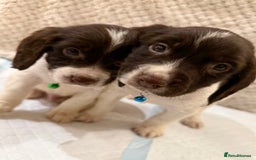 Cocker Spaniel dogs for sale: Cocker spaniel puppies ready for forever home - Advert 22