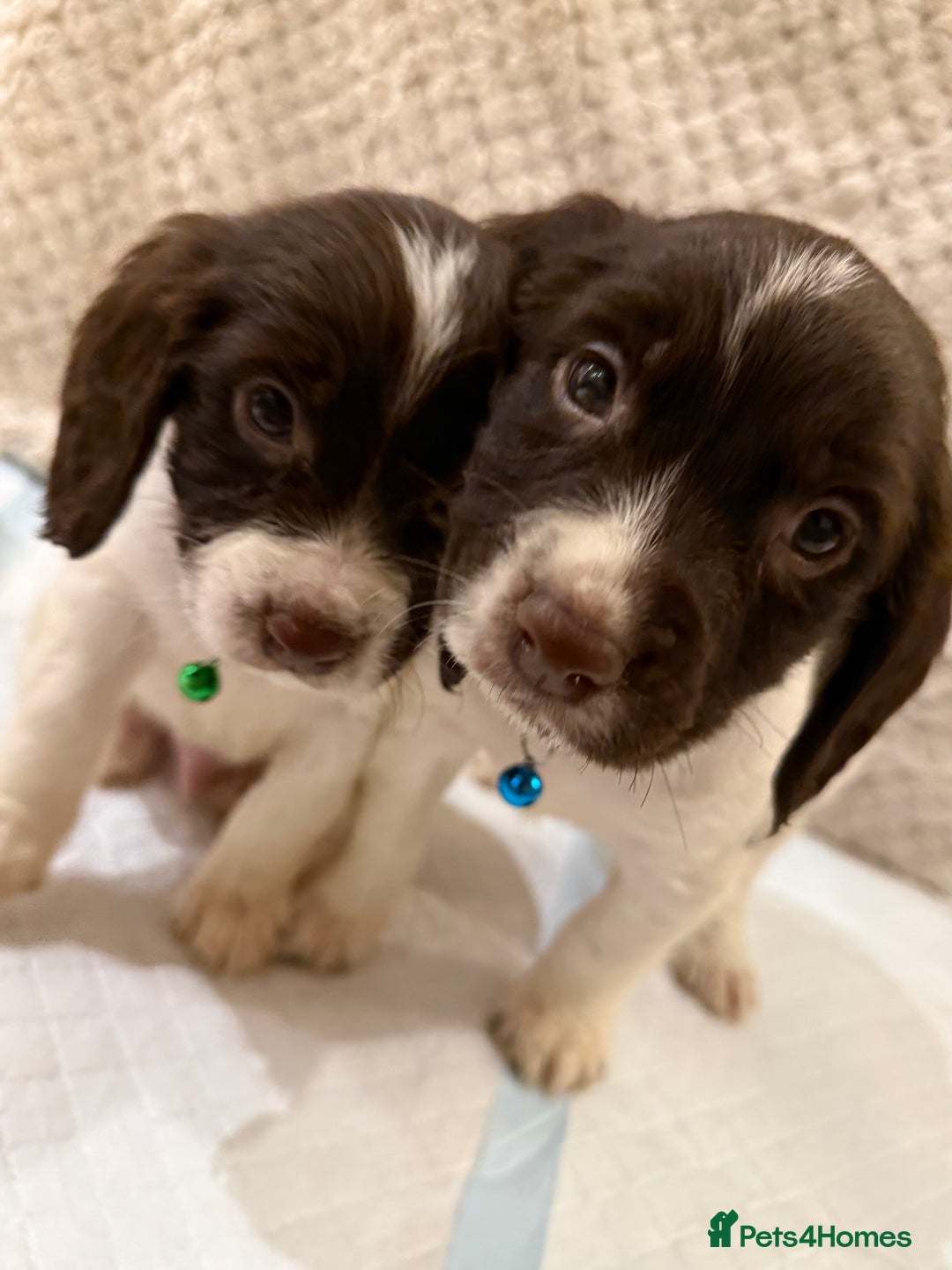 Cocker Spaniel dogs for sale: Cocker spaniel puppies ready for forever home - Advert 22