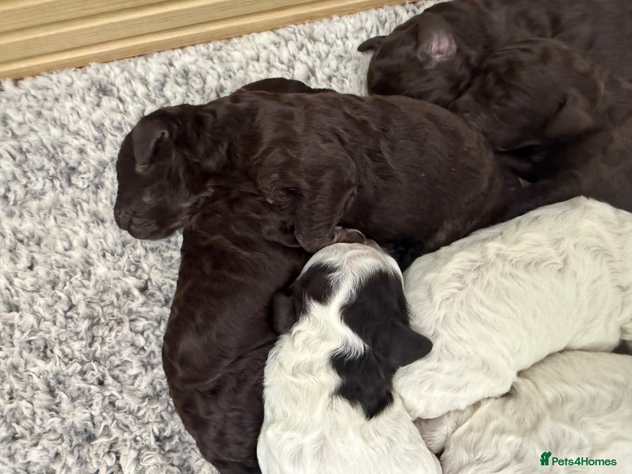 Cockapoo dogs Beautiful f1 Cockapoo puppy’s  - Advert 1