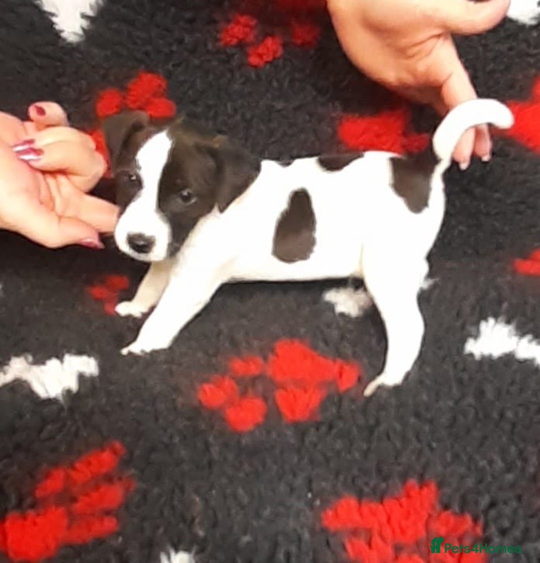 Mixed Breed dogs for sale: 💖 Double trouble 2 gorgeous jack Russell boys 💖 - Advert 4