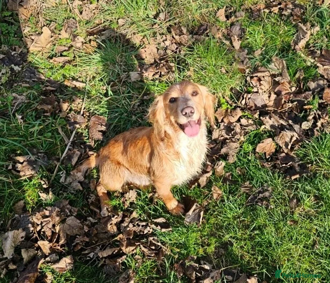Cocker Spaniel dogs for sale: Cocker spaniel puppies  - Advert 25