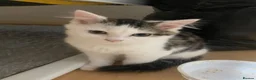 Mixed Breed cats for sale: Fluffy kitten for sale  - Advert 4