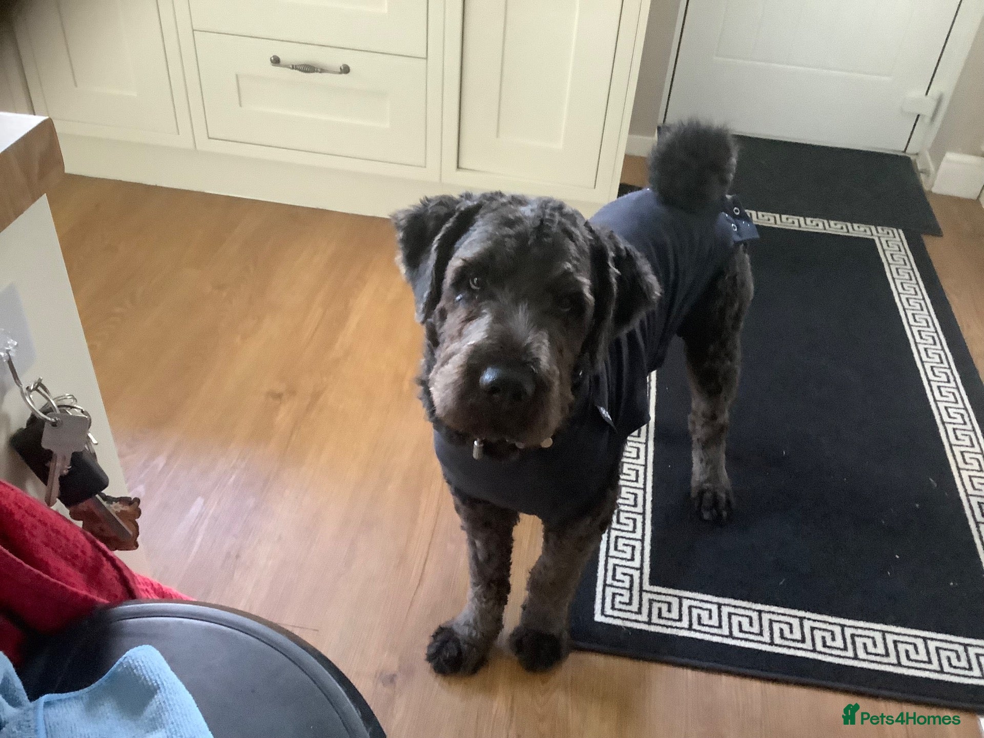 Saint Berdoodle dogs Saint Bernadoodle called Ralphie  - Advert 14