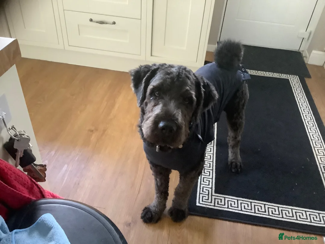 Saint Berdoodle dogs for sale: Saint Bernadoodle called Ralphie  in Aldershot - Advert 1