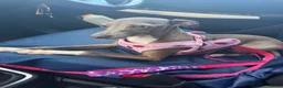 Italian Greyhound dogs for sale: Morgan’s KC registered Italian greyhounds  - Advert 7