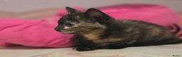Mixed Breed cats for sale: Beautiful kittens  - Advert 12
