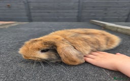 Mini Lop rabbits for sale: 2 mini lops  - Image 4