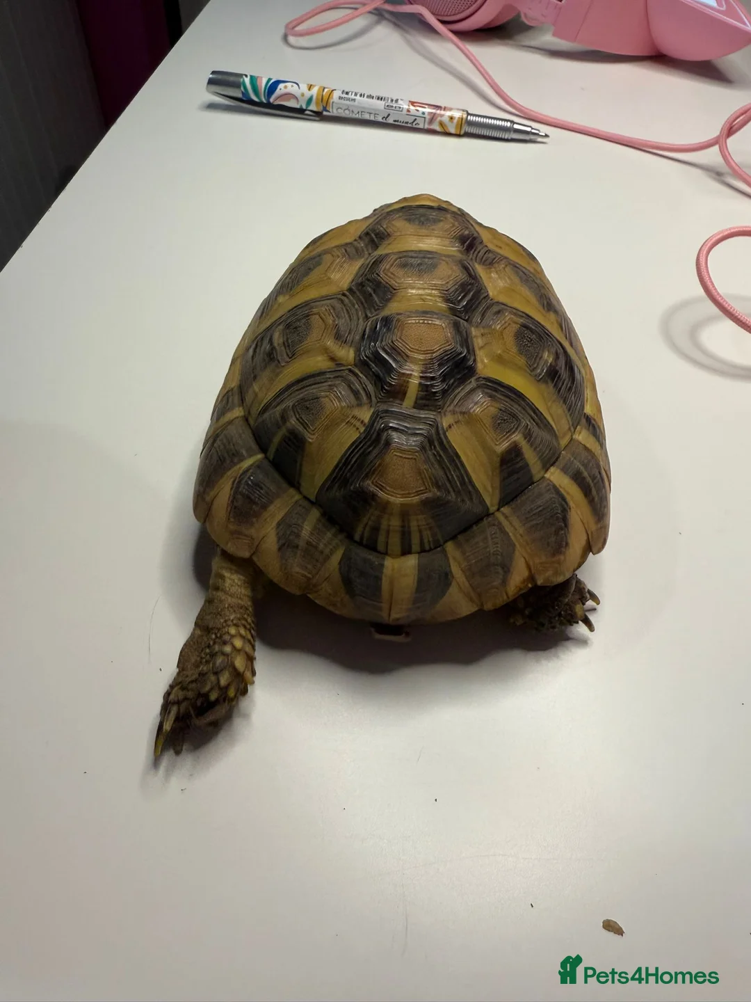 Tortoise reptiles for sale: Hermanns Tortoise and Full Set Up For Sale - Advert 2