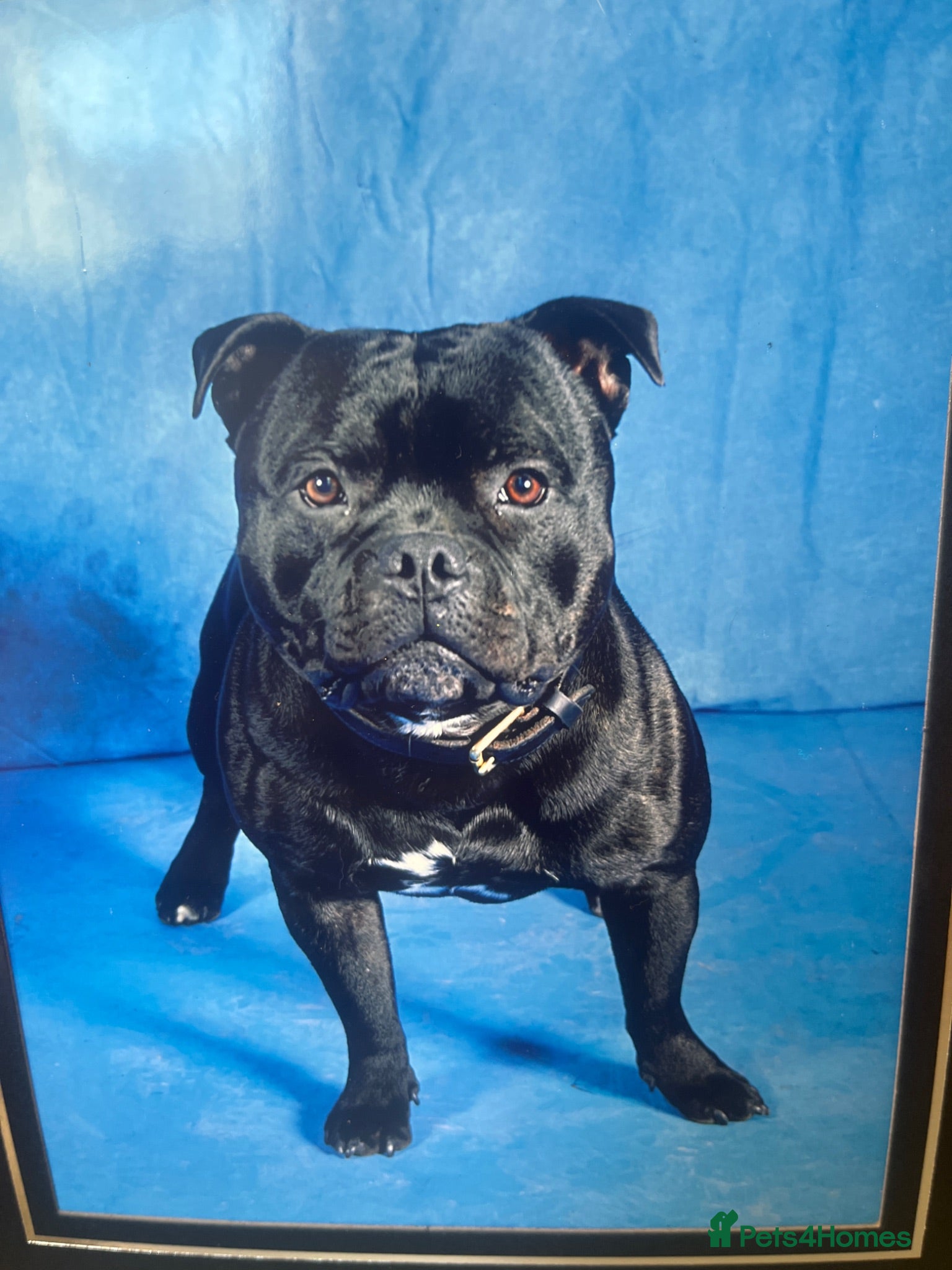 Staffordshire Bull Terrier dogs  stud carrying blue pedigree full of champions  - Advert 10