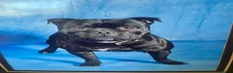 Staffordshire Bull Terrier dogs for stud:  stud carrying blue pedigree full of champions  - Advert 1
