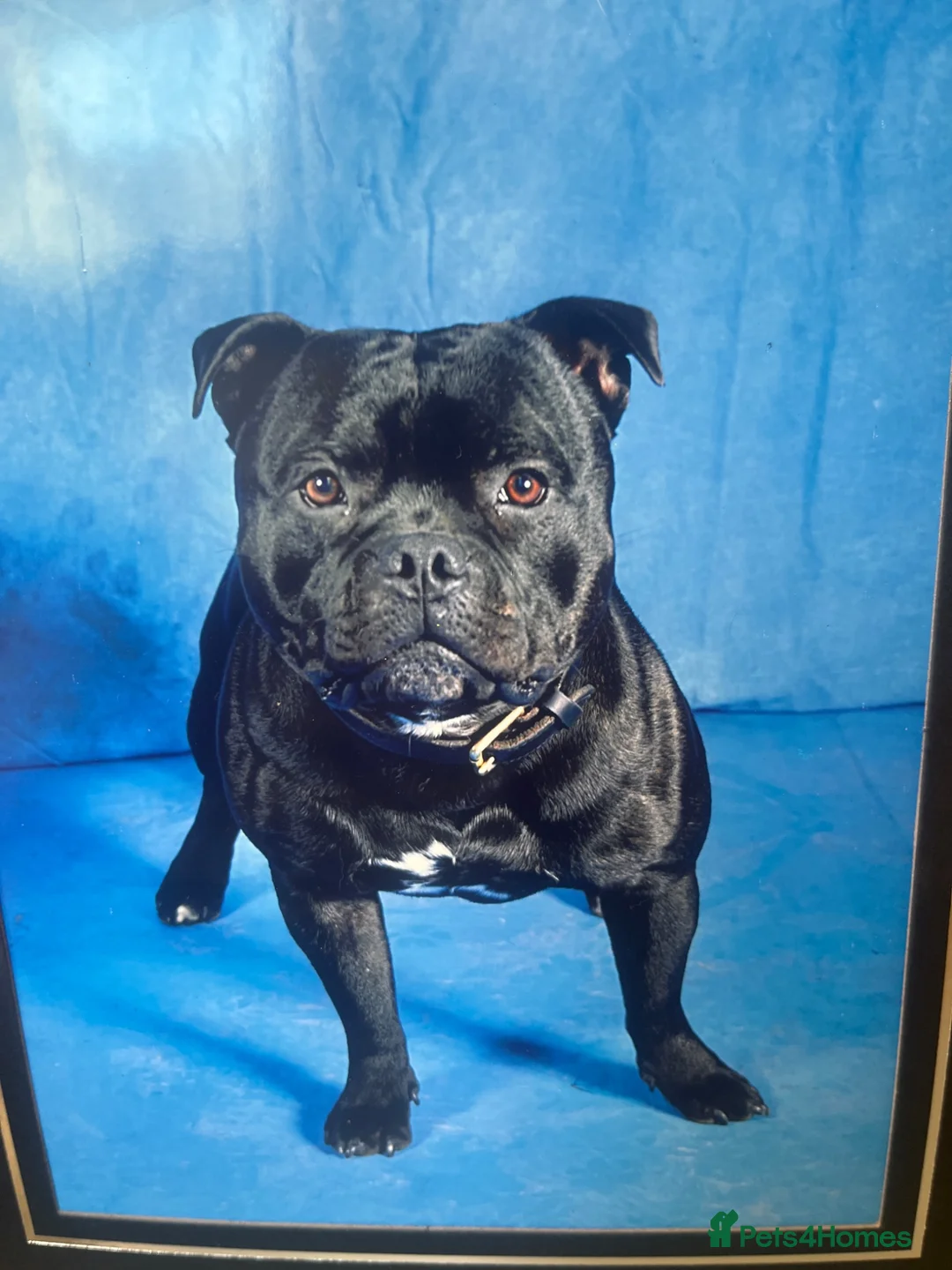 Staffordshire Bull Terrier dogs for stud:  stud carrying blue pedigree full of champions  - Advert 1