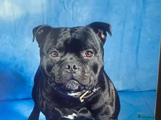 Staffordshire Bull Terrier dogs stud carrying blue pedigree full of champions - Advert 10