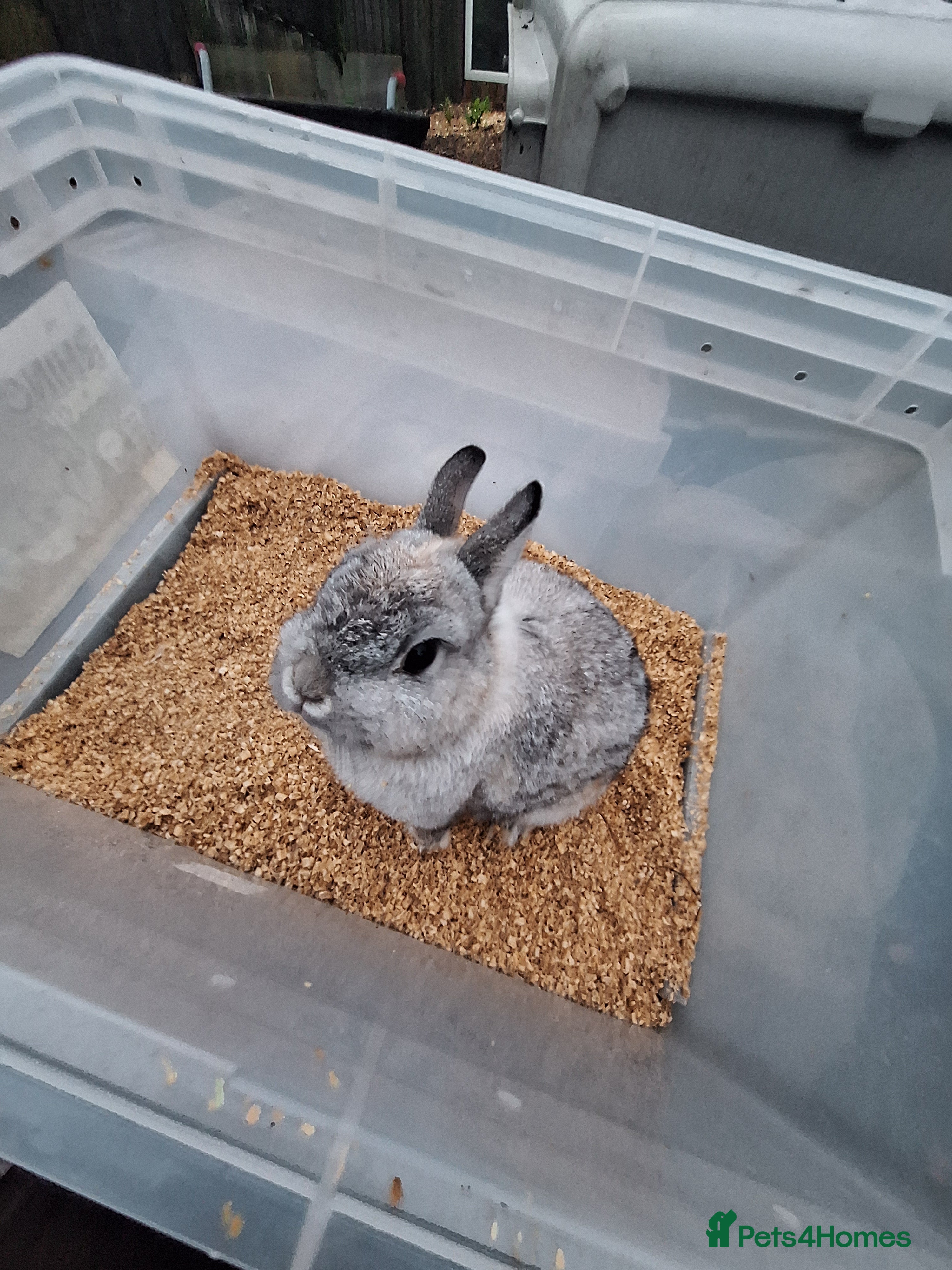 Netherland Dwarf rabbits 2 adult Netherland dwarf rabbit for sale £40 each  - Advert 3