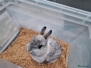 Netherland Dwarf rabbits 2 adult Netherland dwarf rabbit for sale £40 each - Advert 2