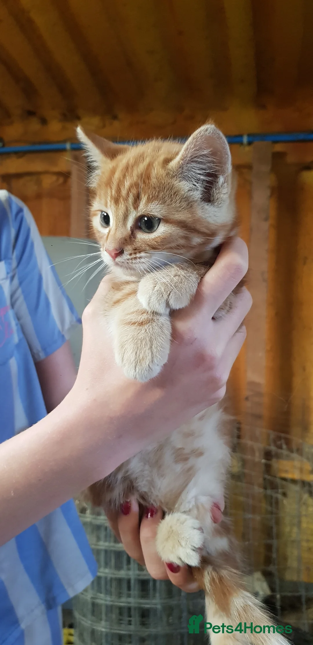 Mixed Breed cats for sale: 4 beautiful ginger kittens  - Advert 2