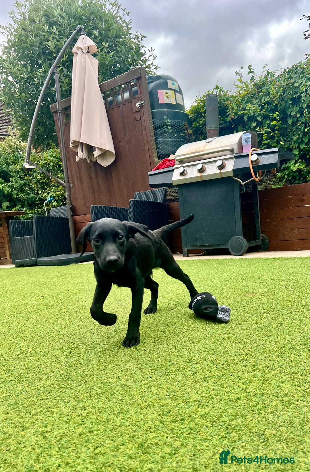 Labrador Retriever dogs for sale: Stunning litter of Black Labrador puppies  in Lydbury North - Image 4