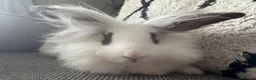 Lionhead rabbits for sale: Gorgeous female lion head rabbit  - Advert 3