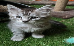 Maine Coon cats for sale: Adorable Maine coon kittens  - Image 7