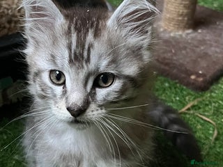 Maine Coon cats - Advert 19