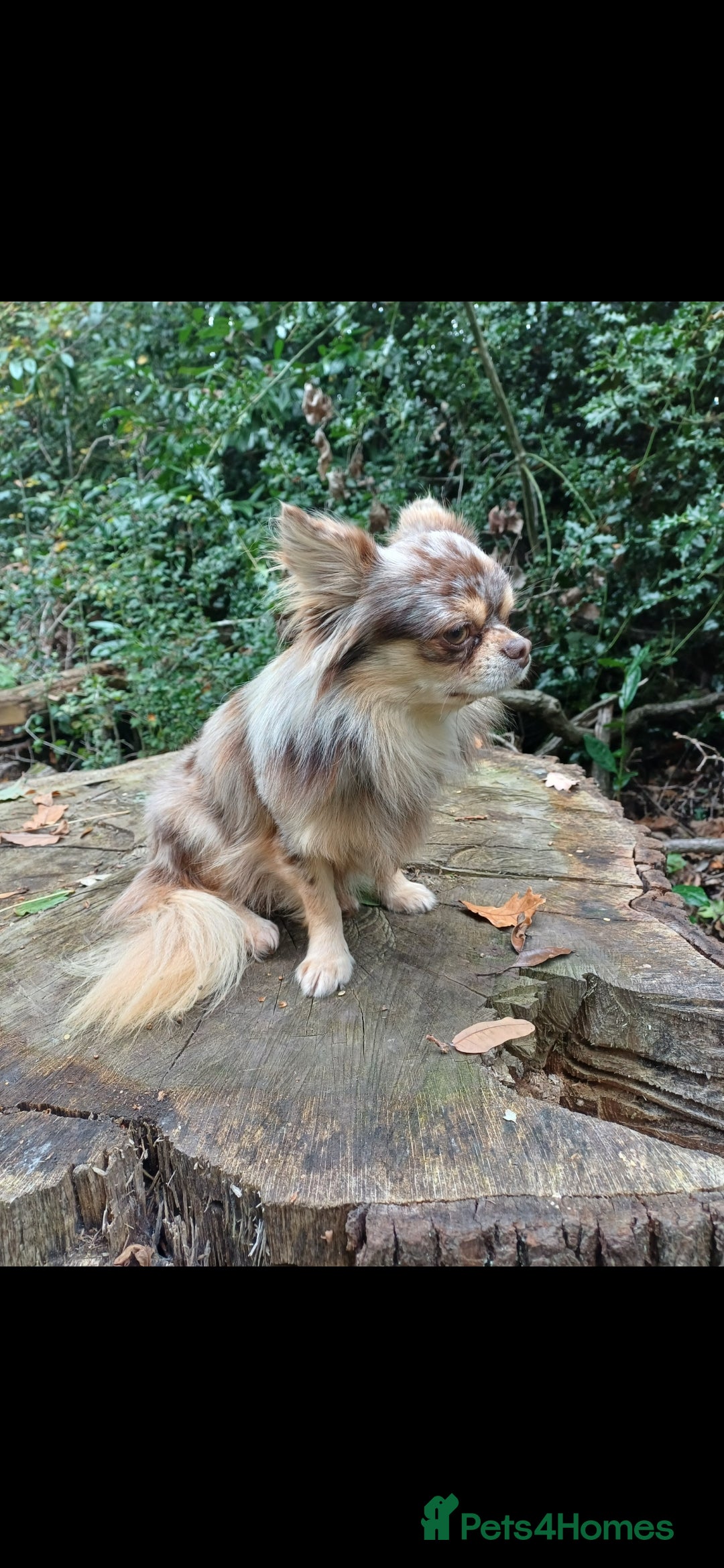 Chihuahua dogs for stud: MARLEY has arrived for stud🏆 k.c merle boy - Image 14