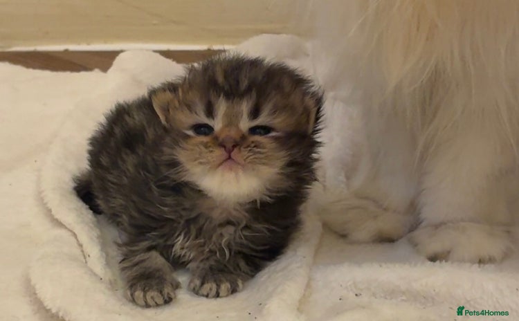 Persian cats - Advert 12