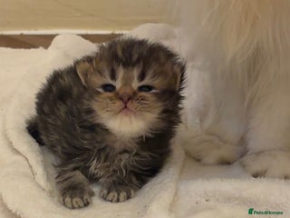 Persian cats - Advert 15