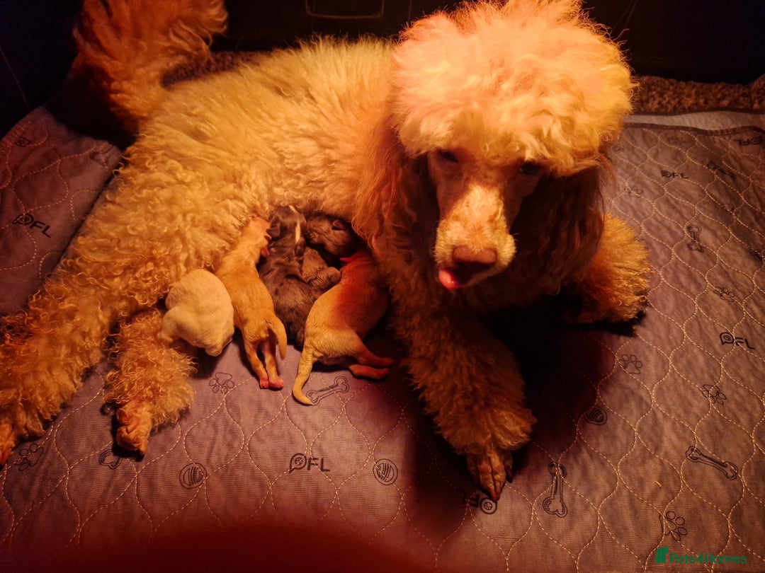 Maltipoo dogs for sale: Quality unique f1 tiny korean maltipoo puppies  - Advert 17