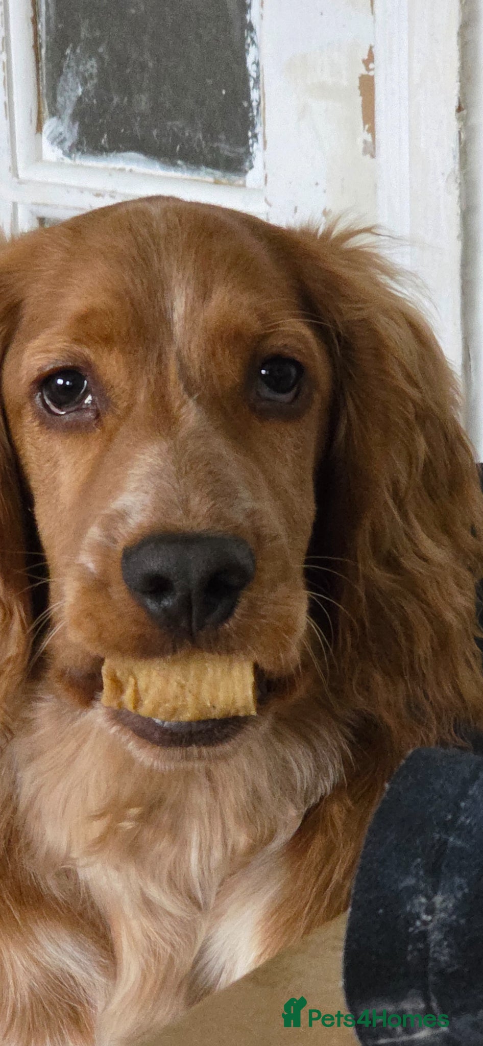 Cocker Spaniel dogs Ozzy the cocker spaniel  - Advert 2