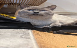 British Shorthair cats for sale: 🐾 Gorgeous British Shorthair Kittens 🐾 Pointed! - Image 13