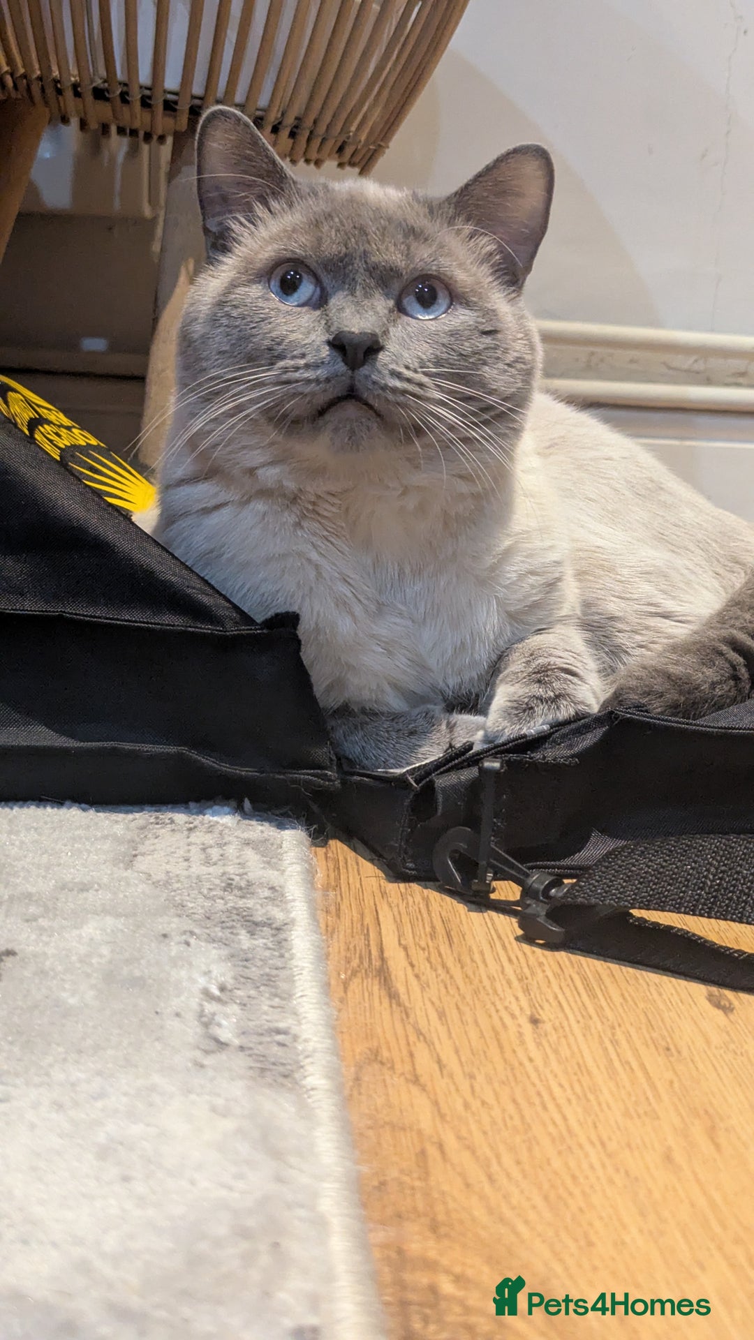 British Shorthair cats for sale: 🐾 Gorgeous British Shorthair Kittens 🐾 Pointed! - Image 13