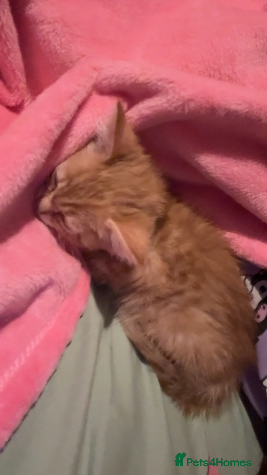 British Shorthair cats for sale: One ginger male  - Advert 1