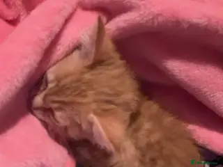 British Shorthair cats One ginger male - Advert 1