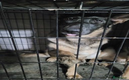 German Shepherd dogs for sale: A gorgeous German Shepard for sale  - Image 1