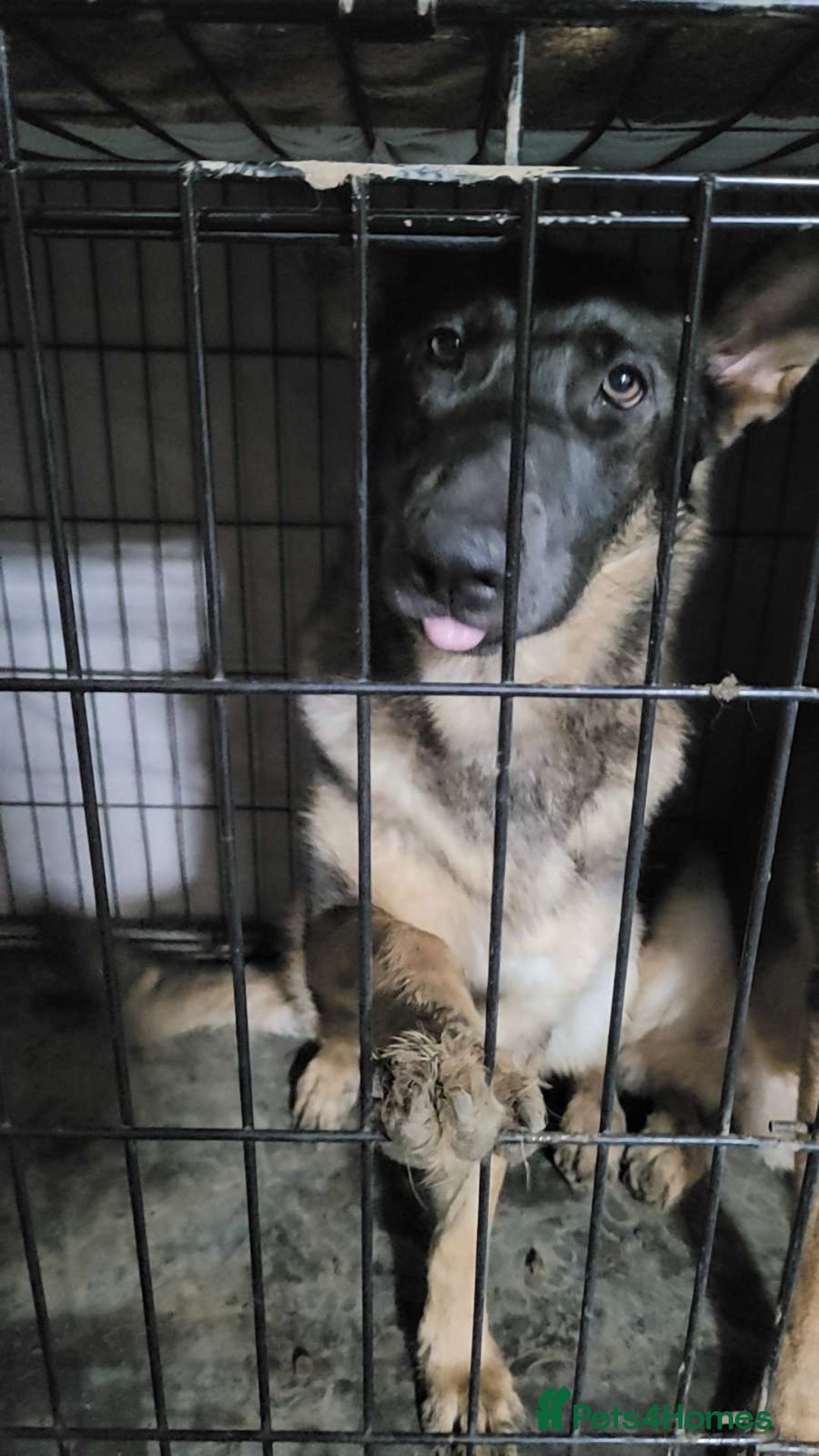 German Shepherd dogs for sale: A gorgeous German Shepard for sale  - Image 1