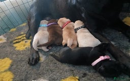 Labrador Retriever dogs for sale: 5 beautiful labrador puppies - Image 8
