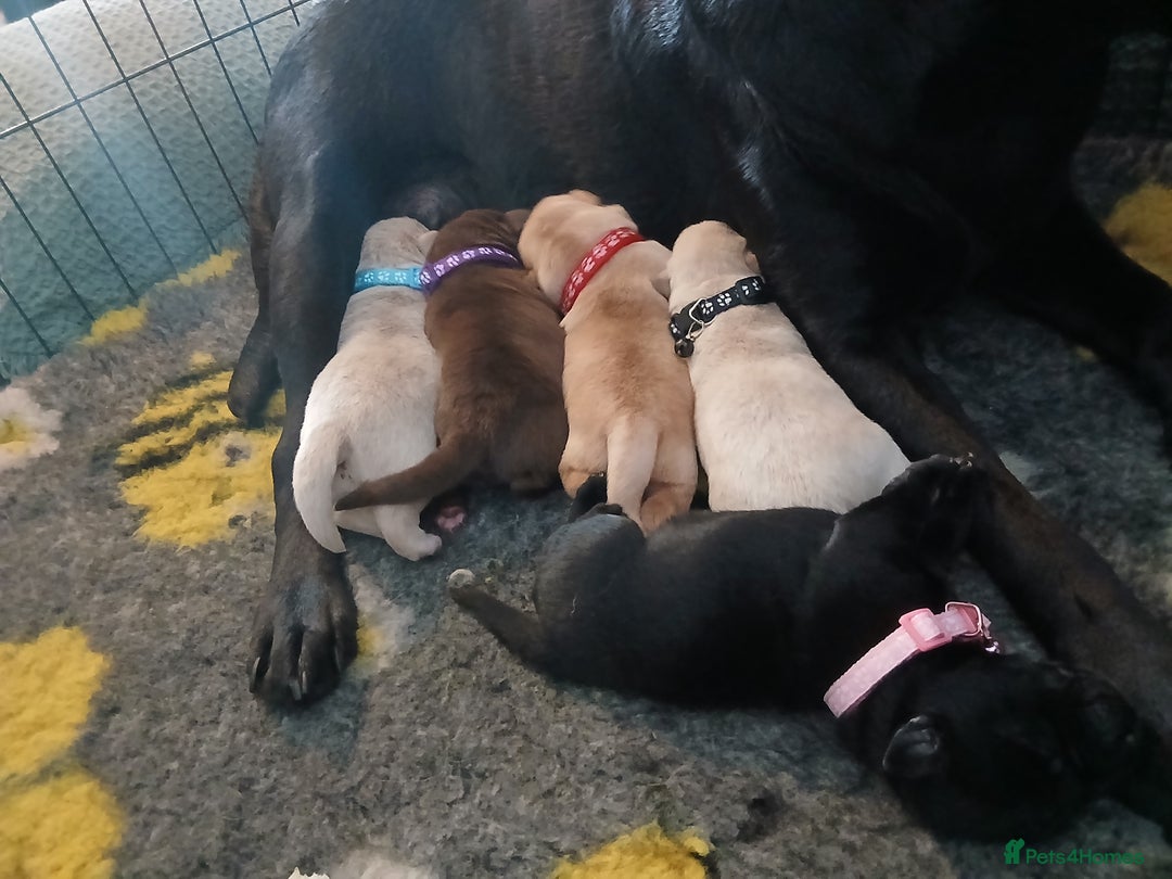 Labrador Retriever dogs for sale: 5 beautiful labrador puppies - Image 8