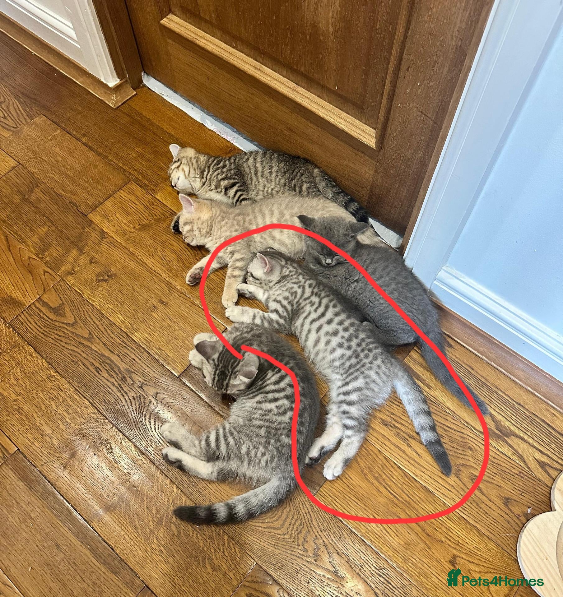 British Shorthair cats Champion blood line BSH kittens for sale - Advert 2