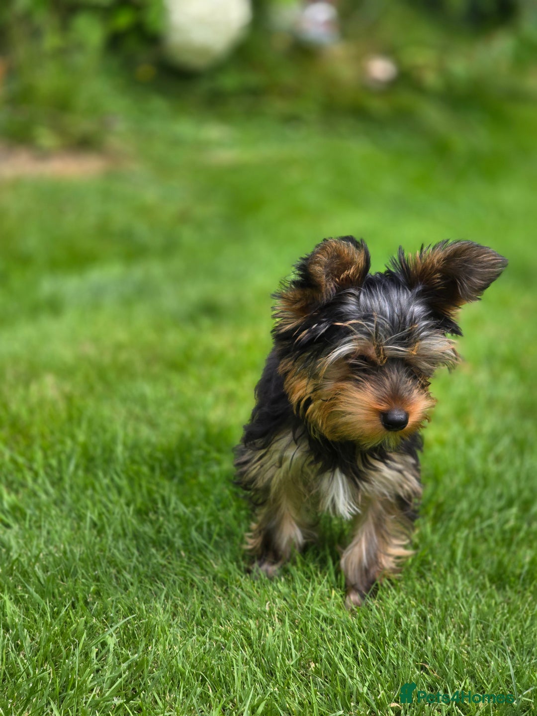 Yorkshire Terrier dogs for sale: Yorkshire terrier for sale 🐶🐶🐶 in Johnstone - Image 7