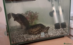 Turtle reptiles for sale: Common musk turtles - Image 2